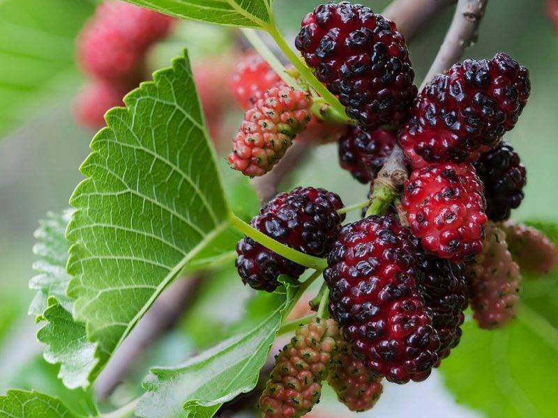 Шелковица купить саженцы из питомнике в Нижнем Тагиле