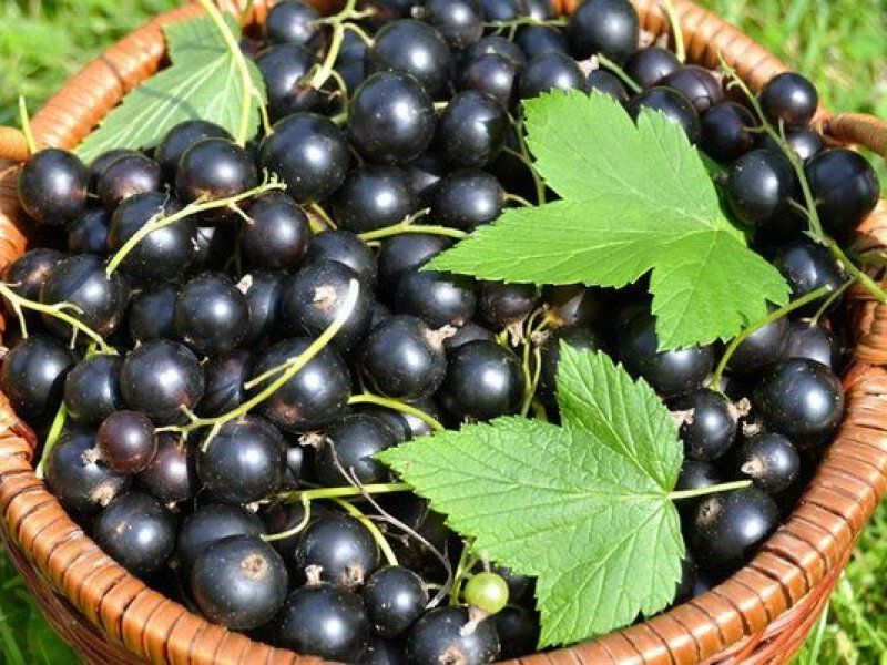 Смородина купить саженцы из питомника в Нижнем Тагиле
