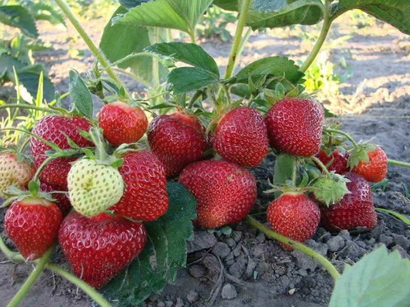 Клубника купить саженцы из питомника в Нижнем Тагиле