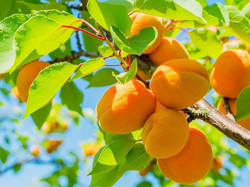 Абрикос купить саженцы из питомнике в Нижнем Тагиле