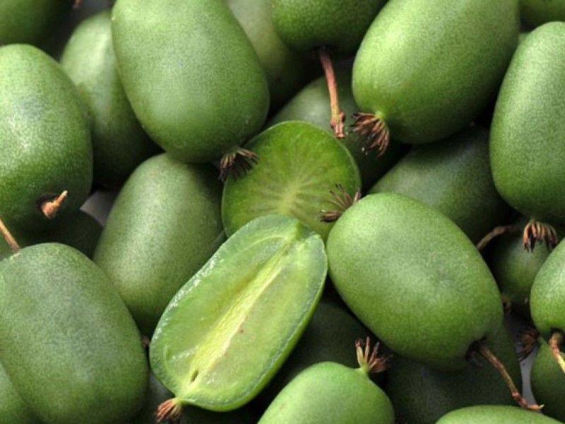 Актинидия купить саженцы из питомнике в Нижнем Тагиле