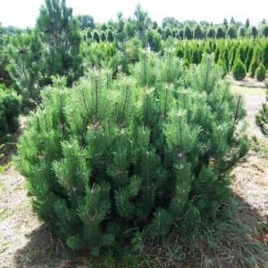 Сосна "МУГУС" 2-х летка (стакан С2)