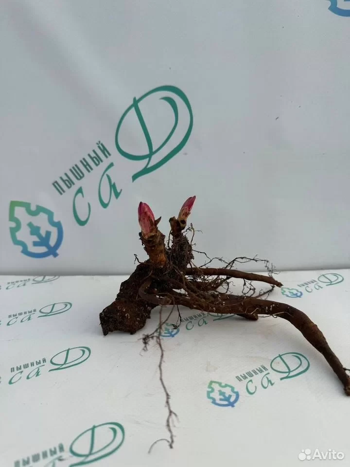 Пион "ЛАУРА ДЕССЕРТ"