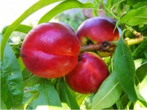 Нектарин "СИЛЬВЕР РОМЕ"